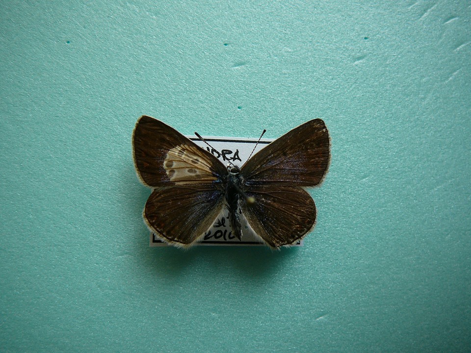 Lysandra bellargus female (aberrant, Cristesti, Iasi county, Romania, 5-2010) [Internet image property of respective owner, non commercial use only]